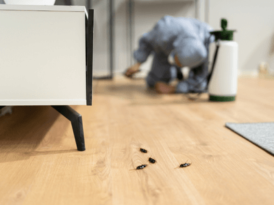 About Mebane Mosquito Fogging - mosquito fogging experts in Mebane